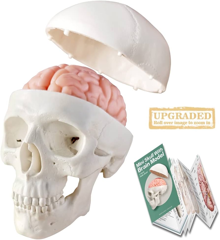 頭蓋骨　模型　解剖学 Amazon.co.jp: EVOTECH SCIENTIFIC 半身サイズ 頭蓋骨と脳の解剖モデル